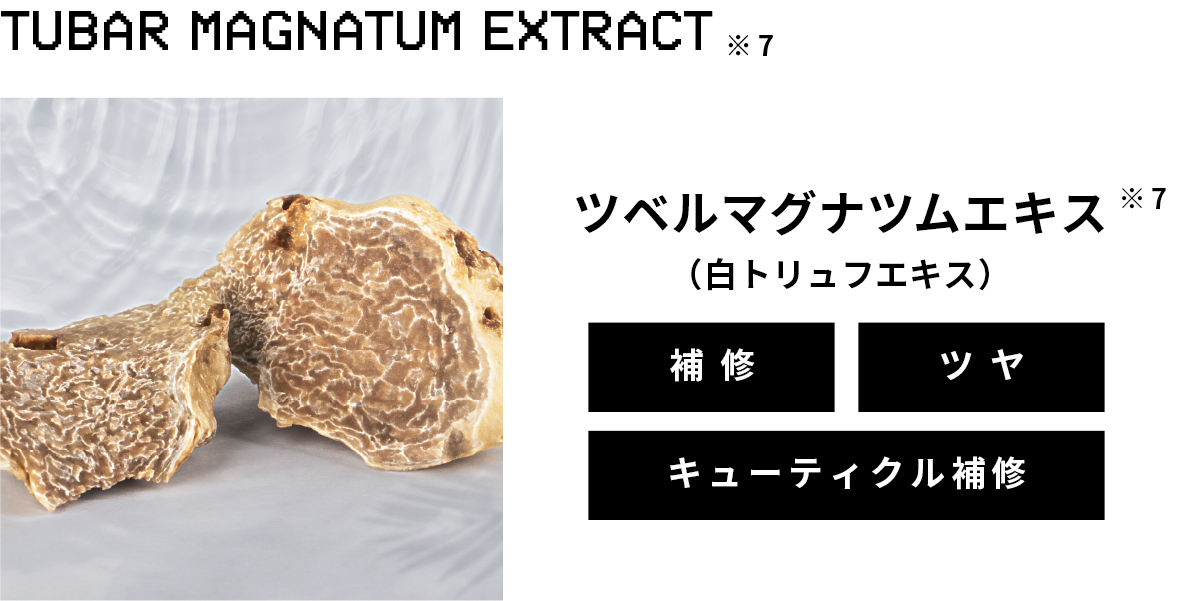 ツベルマグナツムエキス(白トリュフエキス)